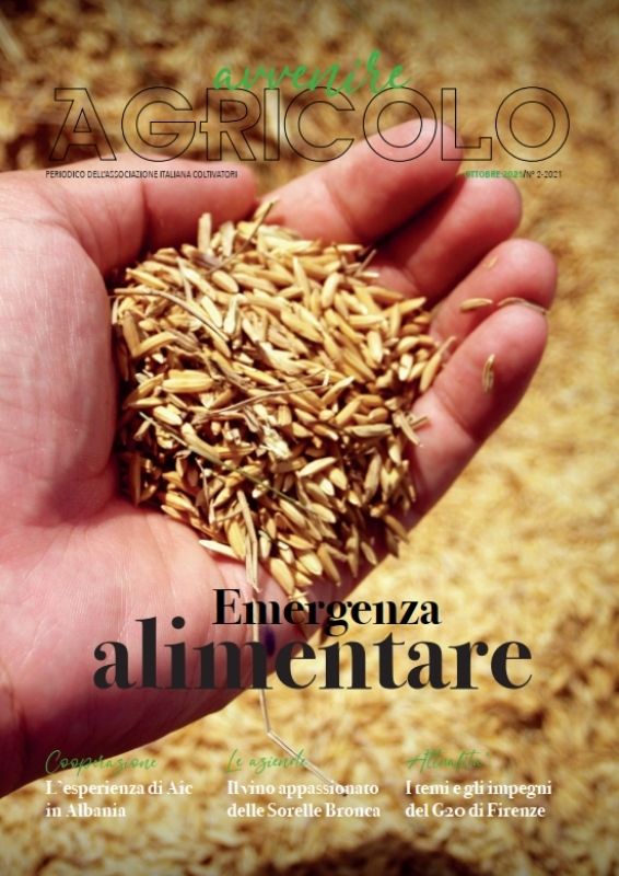 mano, chicchi di grano, cereali, raccolto, emergenza